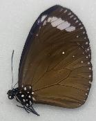 Euploea swainson male