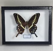 Boîte Cloche Papilio lormieri