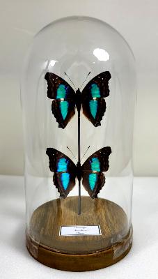 Globe Doxocopa cherubina male