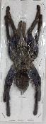 Haplopelma lividum femelle