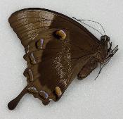 Papilio ulysses autolycus femelle