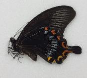 Papilio ascalaphus male