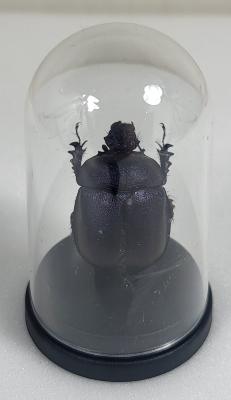 Mini Globes Eunoplotrupes sharpi