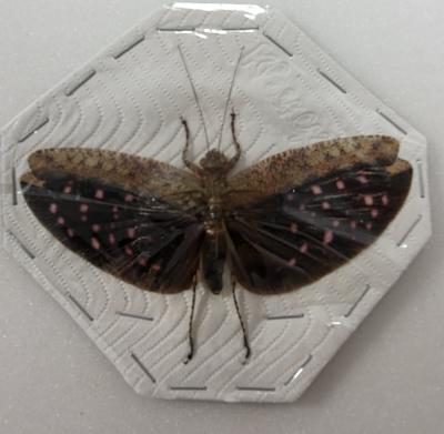 Sauterelle sp9 male