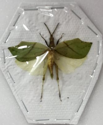 Sauterelle sp8 male