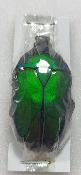 Torynorrhina flammea vert