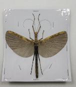 Phasme sp 2 male