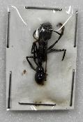 Paraponera clavata