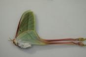 Actias dubernardi femelle