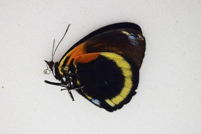 Callithea cynosura male sp 4 A2