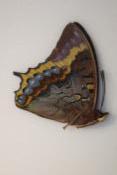 Charaxes eurialus male