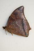 Charaxes distanti male