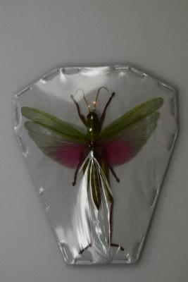 Chondracris rosea rosea male
