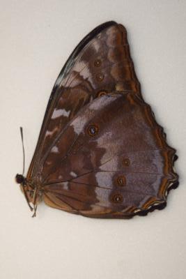 Morpho telemachus male bleu gris