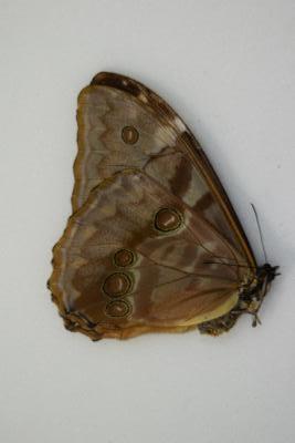 Morpho aurora lamasi femelle A1