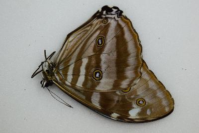 Morpho eugenia male