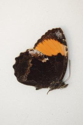 Pedaliodes praxithea