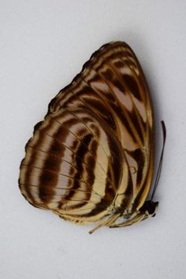 Athyma eulimene hegelochus femelle RARE