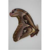 Attacus erebus male