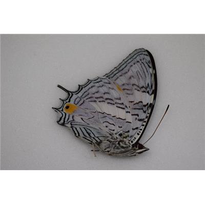 Baeotus japetus mâle