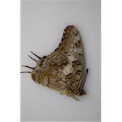 Charaxes achamenes achamenes femelle