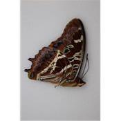 Charaxes eudoxus mâle