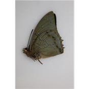 Charaxes imperialis male