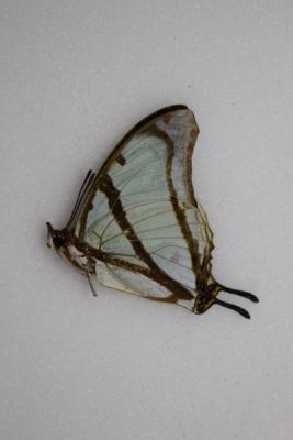 Charaxes kaldeni mâle