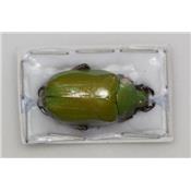 Chrysina aurilisternum male