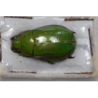 Chrysina juxtaprasina femelle