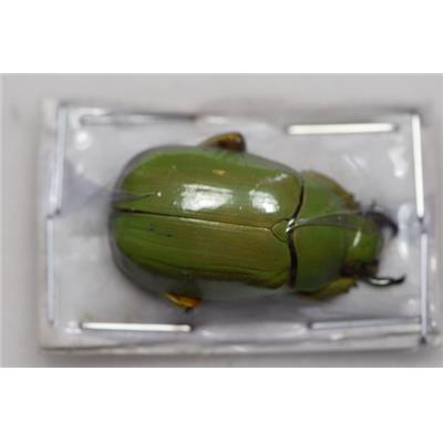 Chrysina karschi male