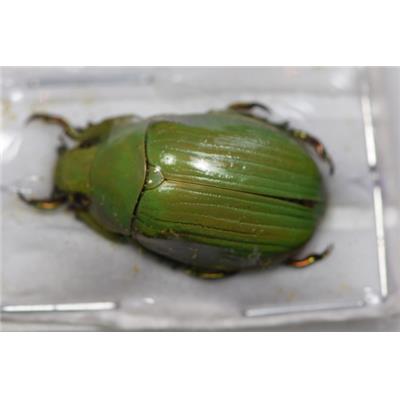 Chrysina auripes male