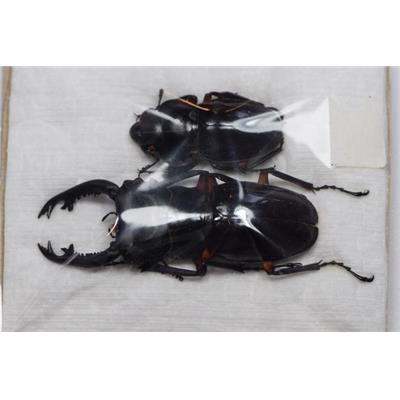 Cyclommatus imperialis 64mm couple