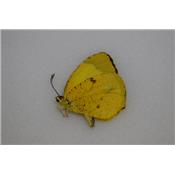 Eurema salome