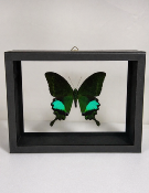 DBV Papilio paris
