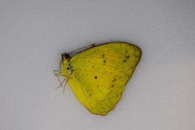 Ixias balice nakanoi male