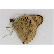 junonia orithya male