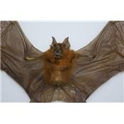 Hipposideros larvatus (ouvert)