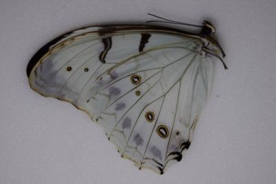 Morpho polyphemus luna mâle