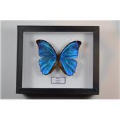 Morpho menelaus male