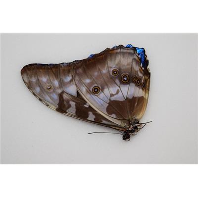 Morpho cypris male A1