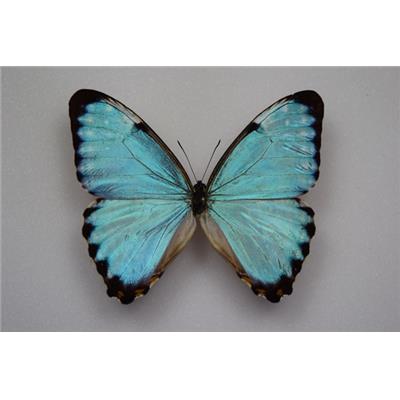 Morpho portis thamyris mâle