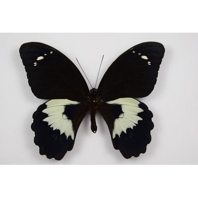 Papilio gambrisius étalé