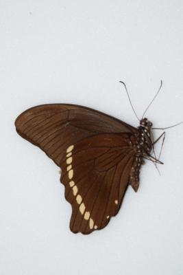 Papilio nireus