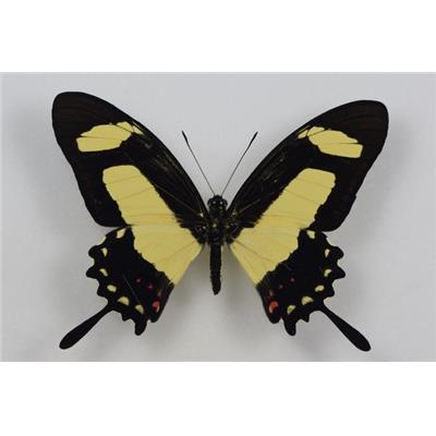 Papilio torquatus male étalé