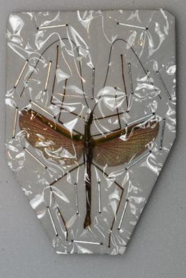 Phasmidae sp 1 male