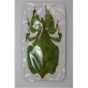 Phyllium pulchrifolium bioculatum femelle