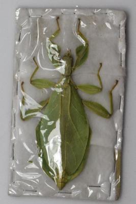 Phyllium tobeloense femelle
