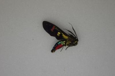 Papillon sp 3