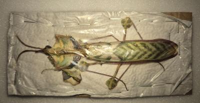 Idolomantis diabolica male